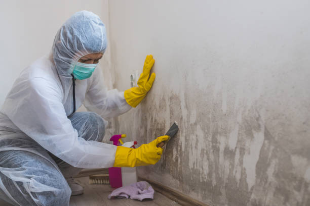 Why You Should Choose Our Mold Remediation Services in Independence, KS